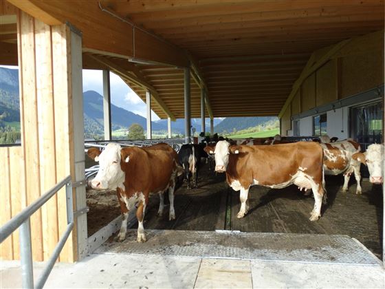Höchstes Tierwohl in unserem neuen Stall