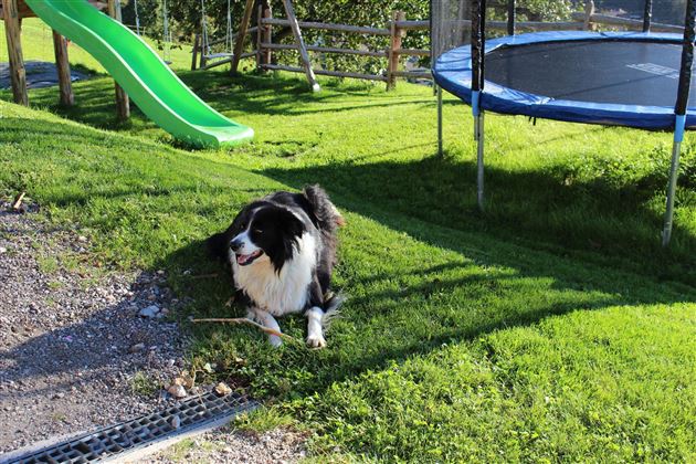 Hofhund Spezi