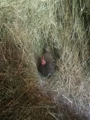 Huhn