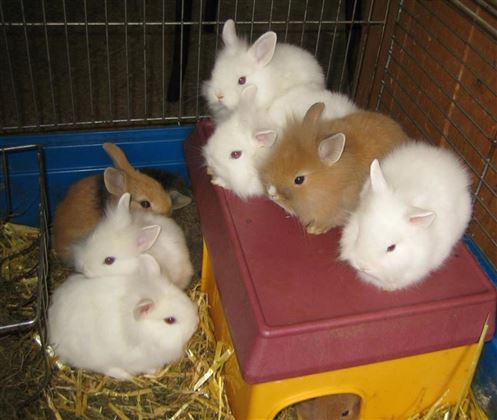 Kaninchen   zum Streicheln