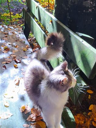 Katze