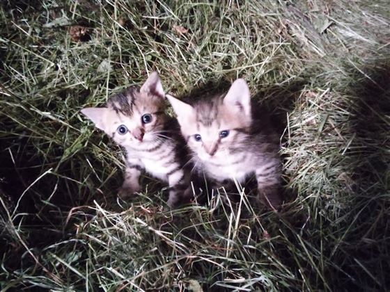 Katzen