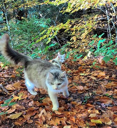 Katzen