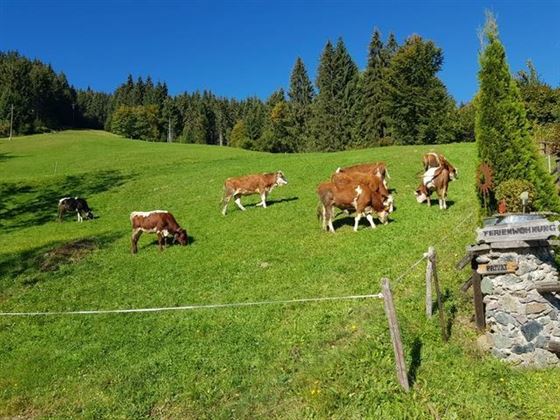 Kühe