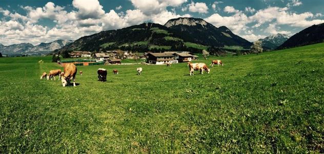 Kühe gnießen atemberaubende Landschaft am Hof