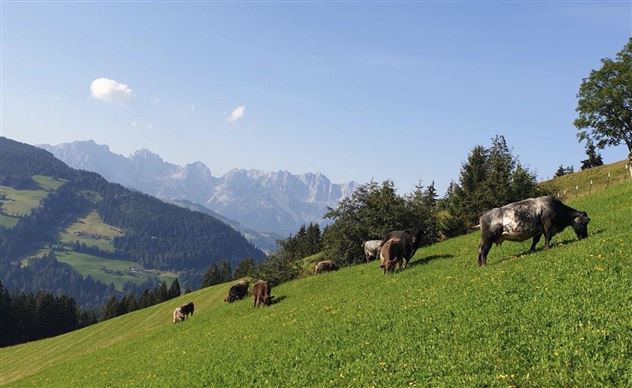 Kühe mit Kaiser 2020-08