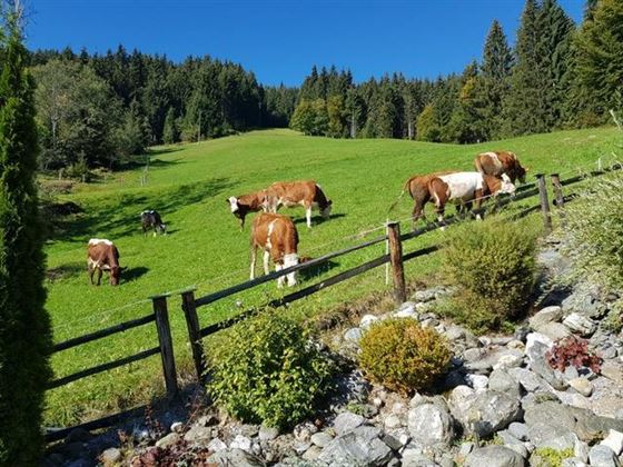 Kühe vorm Steingarten