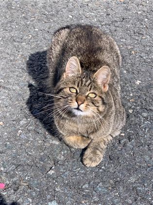 Leo