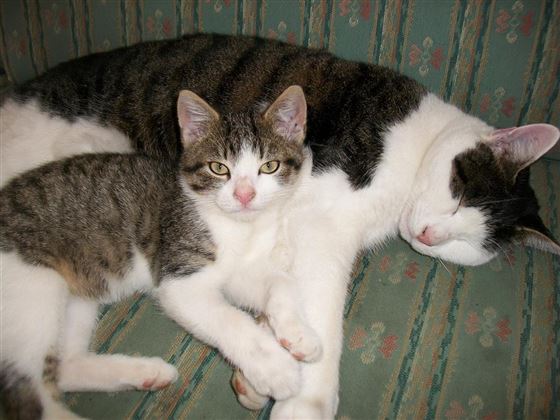 Maxl und Simba