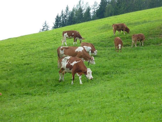 Österreich 2009 176