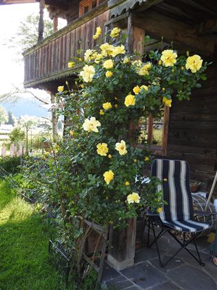 Rosen im Juni