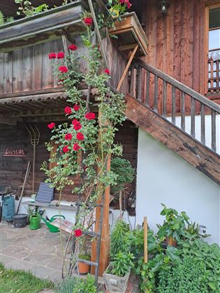 Rosen und altes Holz