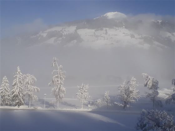 salvenblick