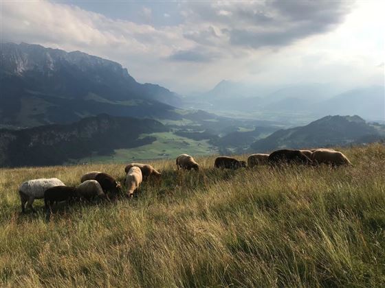 Schafe auf der ALM 