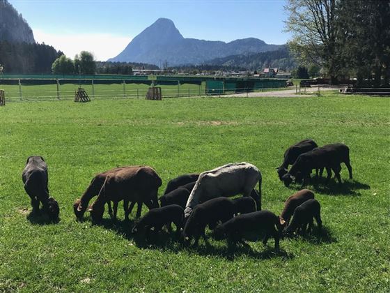 Schafe im Tal