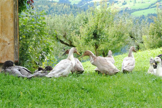 Sommer_Siedlerhof_En