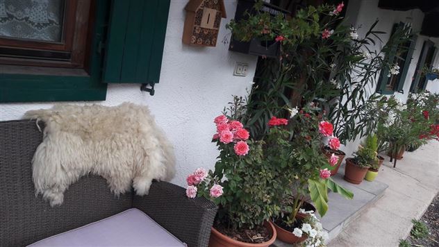 flores de verano
