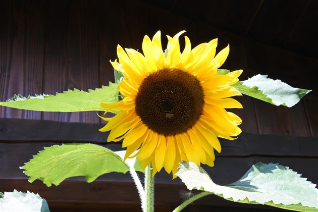 Sonnenblume