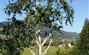 Ausblick in unseren Sommergarten