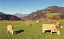 Aussicht