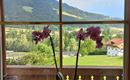 Aussicht vom Appartement zur Choralpe