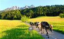 Bauernhof Großwolfing Ebbs - Unsere Kühe