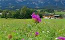 Blick vom Astberglift