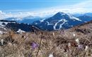 Frühlingserwachen auf dem Brandstadle mit Blick zur Hohen Salve