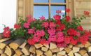 Blume und Holz