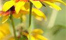 blume
