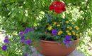 Blumen