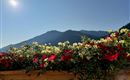 blumen2