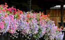 Blumenpracht