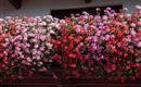Blumenpracht