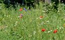 Blumenwiese
