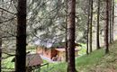 Der Wald