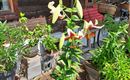 Duftende Lilien im Frühsommer