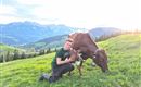 Feldgeburt auf unserer Alm