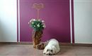 Ferienwohnung Häringer Mühle Bad Häring Hund