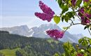 Fliederstrauch und Wilder Kaiser