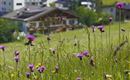 Gästehaus Messner Klaus Thiersee Blumenwiese