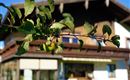 Garten (c) Florian Decker