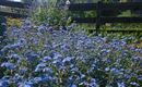 Garten im Sommer