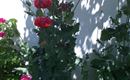 Gartenblumen