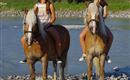 Haflinger am Wasser