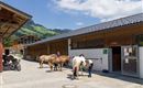 Haflingerhof_Dorfstrasse_54_Westendorf_07_2022_Pfe