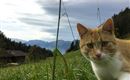 Hagehof_Kater_Findus