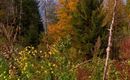 herbst-garten
