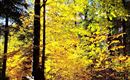 Herbst Wald