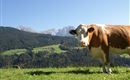 Herbstzeit ist Weidezeit